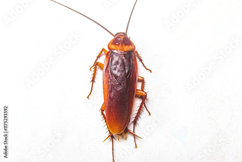 cockroach isolated on white background photo