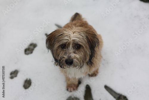 Tibetan terrier snow happy pet dog
