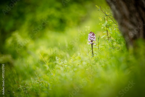 Orchis purpurea. This type of orchid grows mainly in Central Europe. In the Czech Republic it grows in Central, Eastern and Northern Bohemia. Moravia-more locations. Beautiful nature photos. Free natu