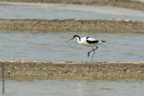 marais salants , île de Noirmoutier, 85, Vendée, France photo