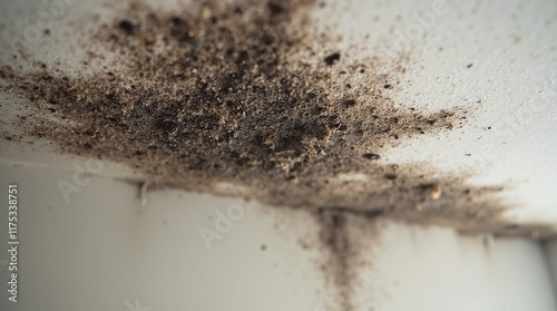 Black Mold Spreading on Ceiling of Residential Apartment or House in High Humidity, Causing Allergy and Asthma photo