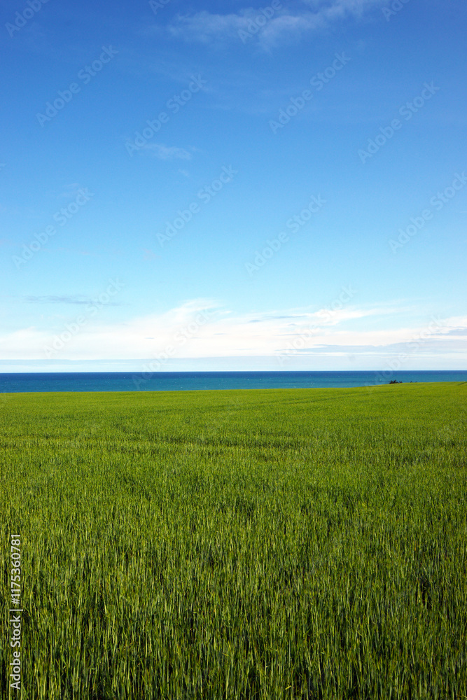 A beautifully lush green field combined with a blue ocean view and a clear blue sky A beautifully lush green field combined with a blue ocean view and a clear blue sky