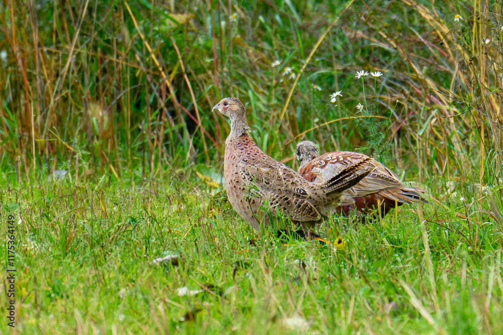 Junge Fasane auf einer Wiese in Schweden im Herbst
Junge Fasane auf einer Wiese in Schweden im Herbst