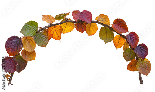 Autumn leaves arch, vibrant fall colors, isolated on black.