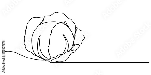 Single continuous line drawing whole and cut sliced healthy organic headed cabbage for farm logo identity, Chinese cabbage in continuous line art drawing style. Bok choy (pak choi) black linear sketch