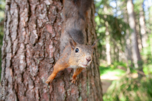 eichhörnchen, eichhorn, zahm, wald, zierlich, süss, goldig, wild, jung, schwanz, natur, nuss, esskastanie, futter, nager, baumhörchen, nagetiere, europa, österreich, deutschland, wildtier, orange, bra