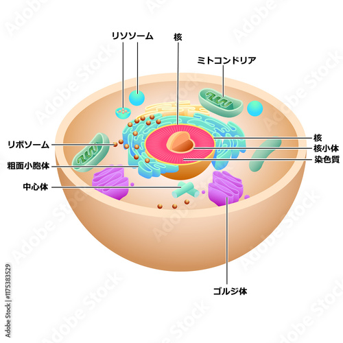 細胞の構造 photo