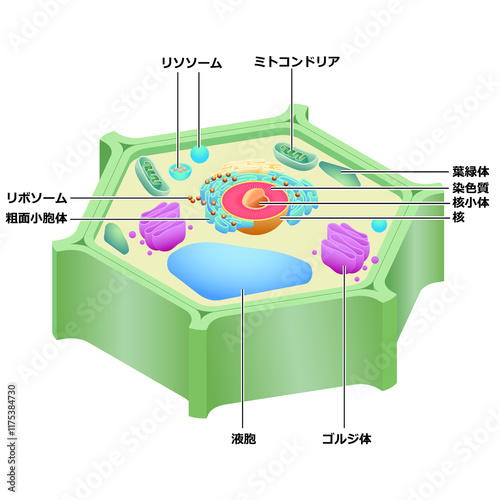 植物の細胞の構造