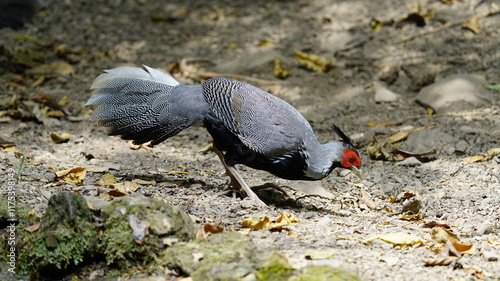 Kalij is a pheasant found in forests and thickets, especially in the Himalayan foothills, from Nepal, Pakistan to western Thailand. photo