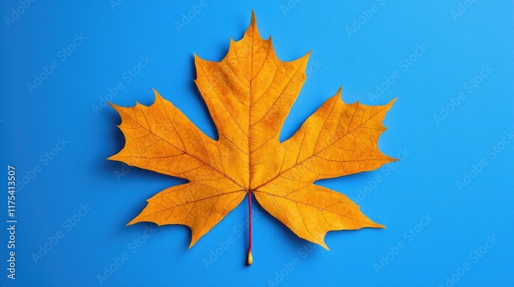 Single Maple Leaf on Blue Background: Vibrant Autumn Colors, Nature Photography Single Maple Leaf on Blue Background: Vibrant Autumn Colors, Nature Photography