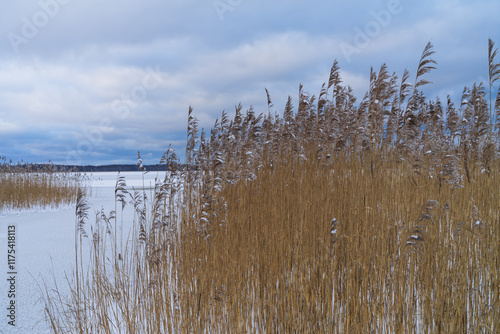 Winter landscape with snow-covered reeds on the shore of frozen Lake Harku. Calm nature, cold day, deserted shore. photo