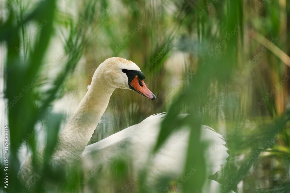 Obraz premium A elegant Mute swan is swimming on the lake in . Wildlife scene with a swan. Cygnus olor.