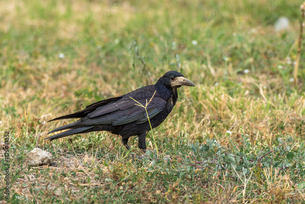 Fototapeta premium crow in the grass