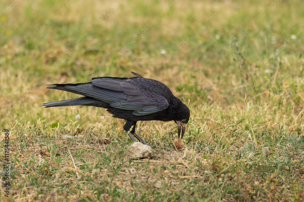 Fototapeta premium Photo of a crow picking up a nut