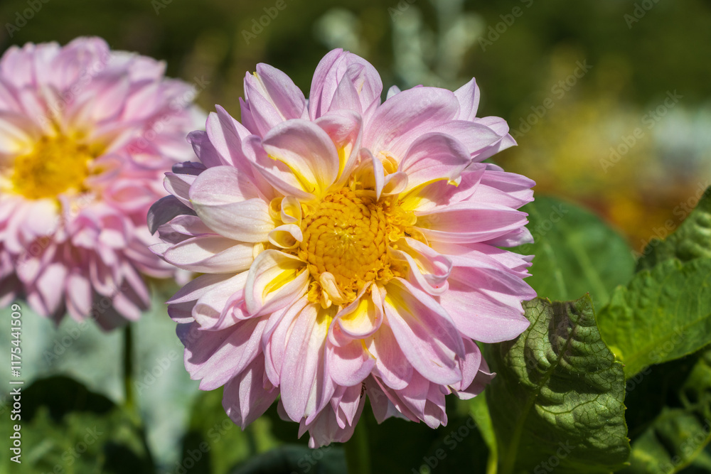 Fototapeta premium pink and yellow dahlia
