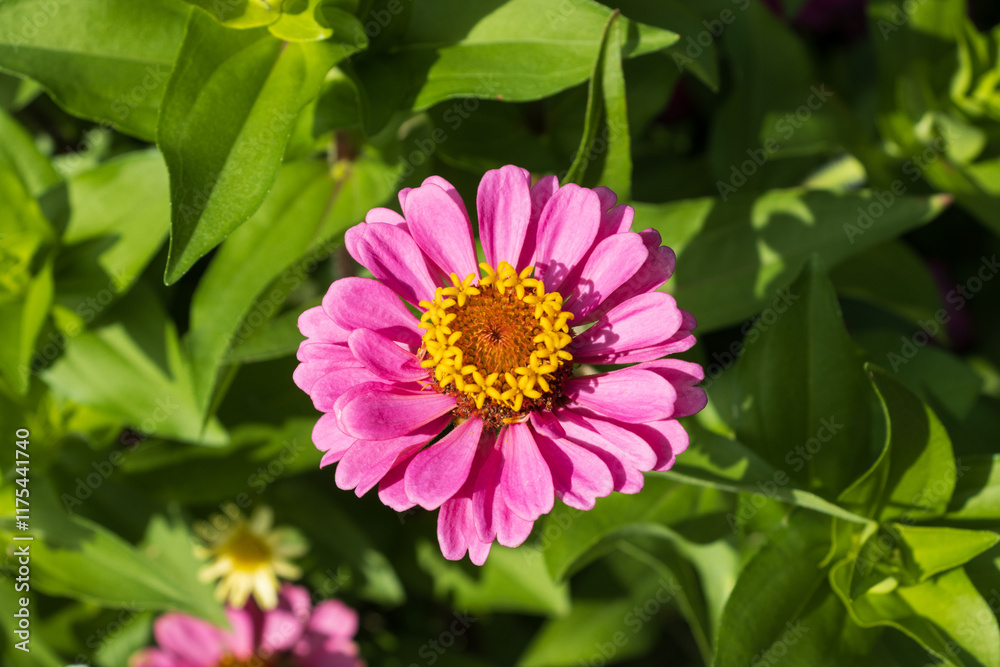 Fototapeta premium pink and yellow flower