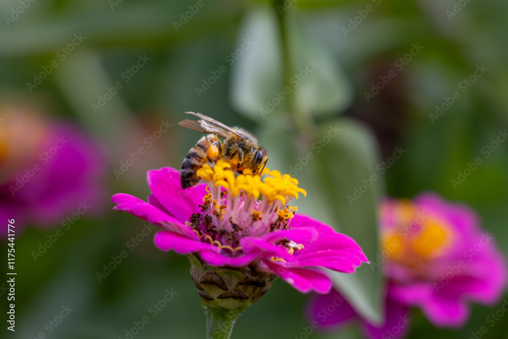 bee on a flower bee on a flower