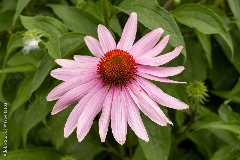Fototapeta premium pink and white dahlia