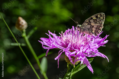 Obraz na płótnie Marbled white Melanargia galathea butterfly perching on flower Butterfly