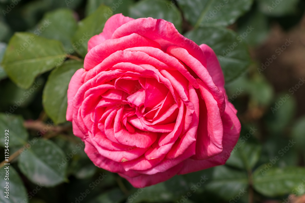 red rose in garden red rose in garden