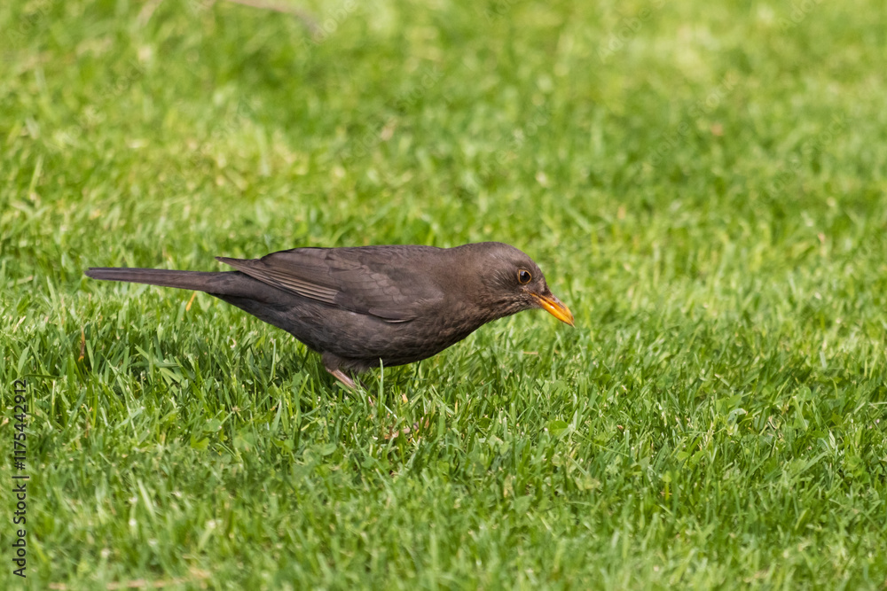 Obraz premium blackbird on the grass