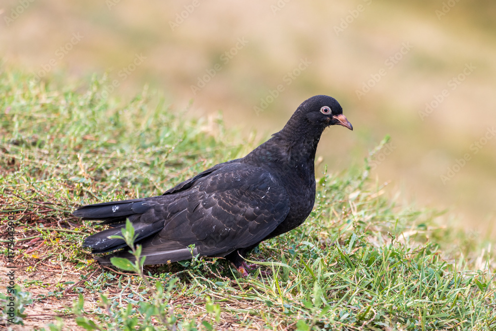 pigeon on grass pigeon on grass