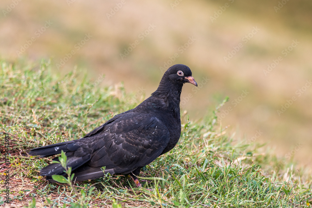 pigeon on the grass pigeon on the grass