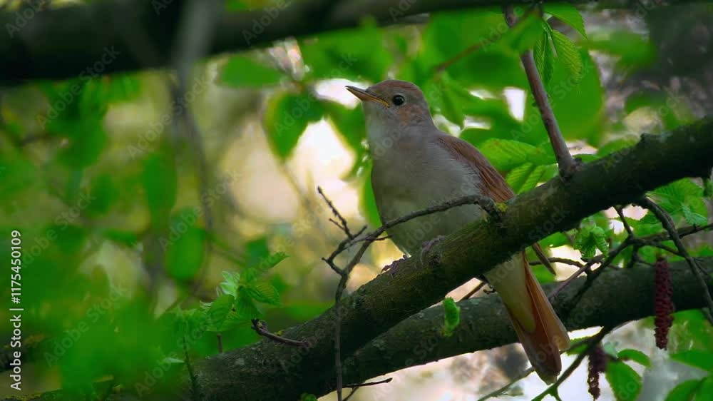 A Nightingale Perched On A Branch And Singing A Nightingale Perched On A Branch And Singing