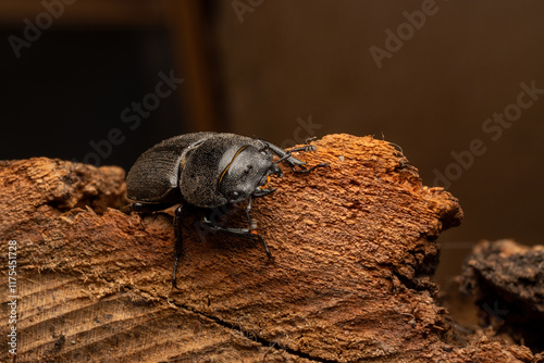 Dorcus parallelipipedus photo