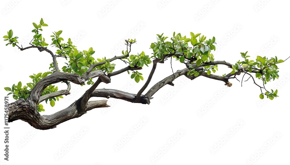 Fototapeta premium Dead tree branch isolated on white background