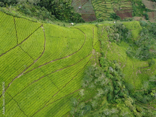 The panoramic beauty of the black tea plantation area, Kaligua Paguyangan tourist attraction, Brebes Regency, CENTRAL JAVA INDONESIA
 photo