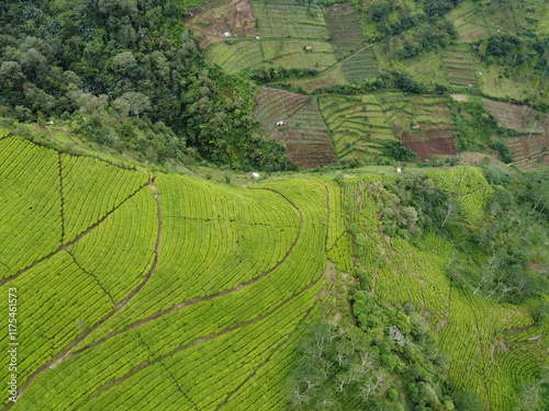 The panoramic beauty of the black tea plantation area, Kaligua Paguyangan tourist attraction, Brebes Regency, CENTRAL JAVA INDONESIA
 photo