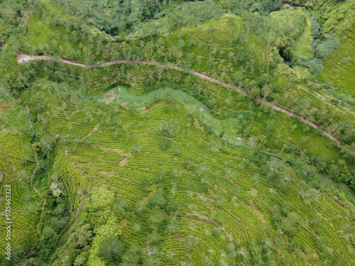 The panoramic beauty of the black tea plantation area, Kaligua Paguyangan tourist attraction, Brebes Regency, CENTRAL JAVA INDONESIA
 photo