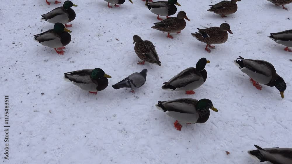 Vilnius, Lithuania A brood or waddle of ducks on the snow in the Bernardine Gardens on the Vilnia River. Vilnius, Lithuania A brood or waddle of ducks on the snow in the Bernardine Gardens on the Vilnia River.