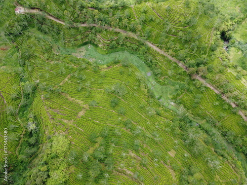 The panoramic beauty of the black tea plantation area, Kaligua Paguyangan tourist attraction, Brebes Regency, CENTRAL JAVA INDONESIA
 photo