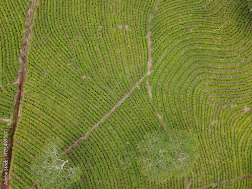 The panoramic beauty of the black tea plantation area, Kaligua Paguyangan tourist attraction, Brebes Regency, CENTRAL JAVA INDONESIA photo