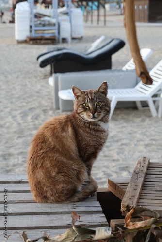 street cat walks through the evening city. High quality photo
