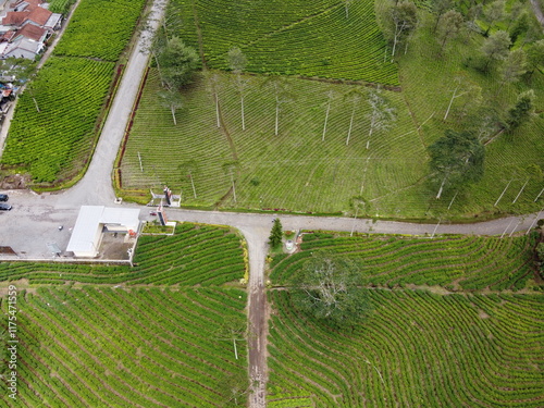 The panoramic beauty of the black tea plantation area, Kaligua Paguyangan tourist attraction, Brebes Regency, CENTRAL JAVA INDONESIA photo