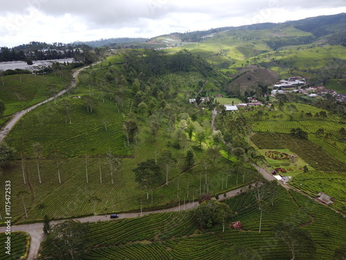 The panoramic beauty of the black tea plantation area, Kaligua Paguyangan tourist attraction, Brebes Regency, CENTRAL JAVA INDONESIA photo