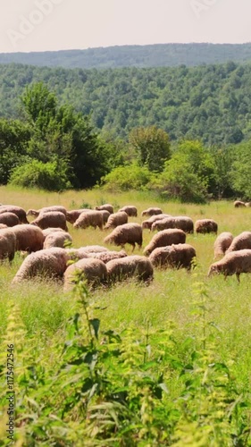 A herd of sheep out on pasture