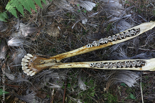 Mandible bone and teeth from a moose jaw, herbivore's dental anatomy photo