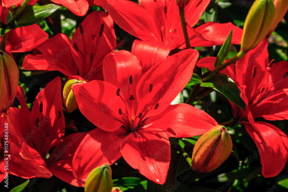 Fototapeta premium A bunch of red flowers with green leaves