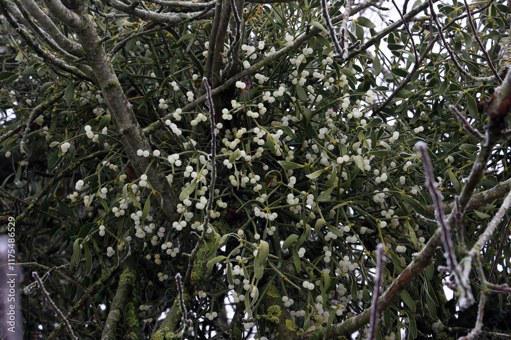Mistletoe berries on a tree in winter Mistletoe berries on a tree in winter