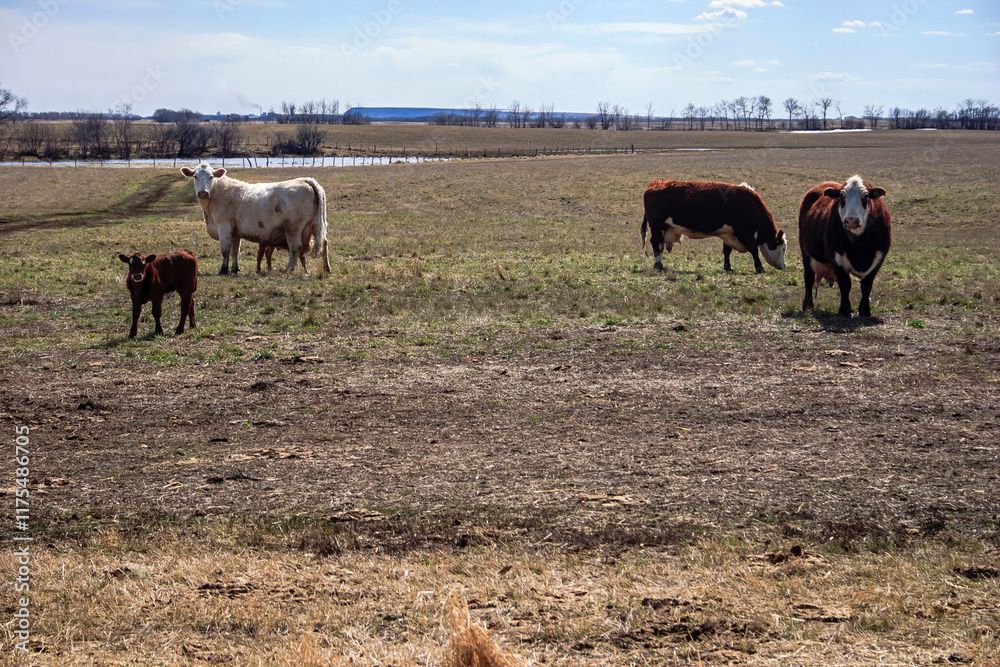 A herd of cows are grazing in a field A herd of cows are grazing in a field