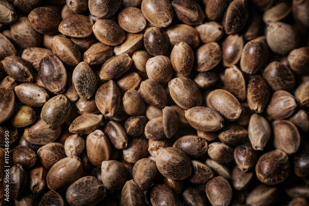 A close-up view of hemp seeds showcasing their natural textures and earthy tones. The seeds are tightly packed, emphasizing their unique patterns and organic appeal. A close-up view of hemp seeds showcasing their natural textures and earthy tones. The seeds are tightly packed, emphasizing their unique patterns and organic appeal.