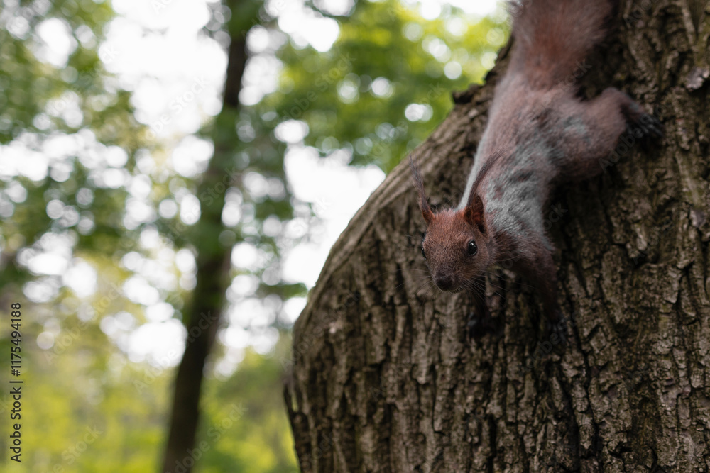 Close-up of gray tree squirrel on tree branch. Copy space