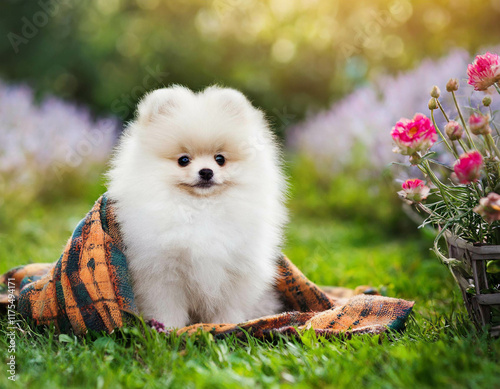 White Pomeranian puppy with a blanket and leaves on the grass in a flower garden