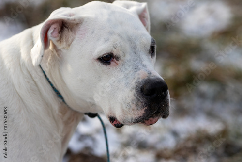 Portrait of a majestic white dog, possibly a Dogo Argentino, gazing thoughtfully.  Its fur is pristine, and its expression is serene. photo