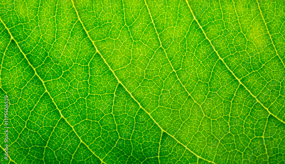 Macro leaf background,background texture green leaf structure macro photography Macro leaf background,background texture green leaf structure macro photography