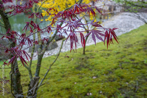  Amazing landscape with red leaves of Japanese maple and yellow